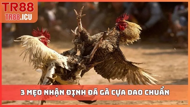 3 mẹo nhận định đá gà cựa dao chuẩn