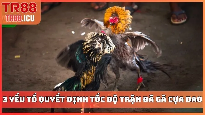 3 yếu tố quyết định tốc độ trận đá gà cựa dao