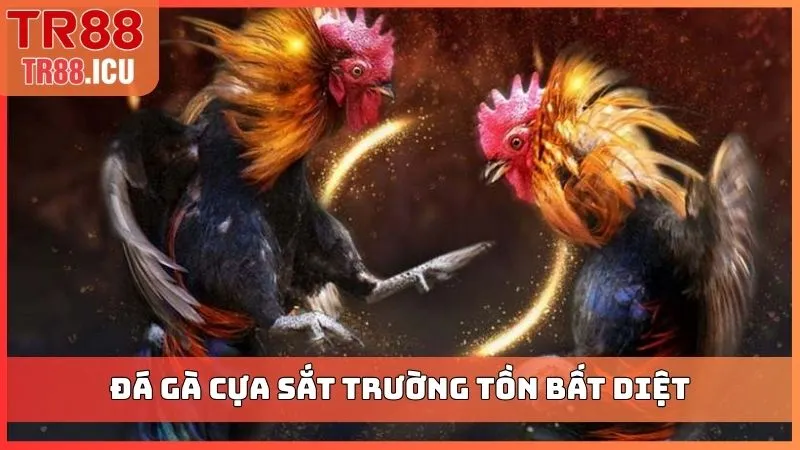 Đá gà cựa sắt trường tồn bất diệt