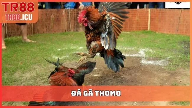 đá gà Thomo
