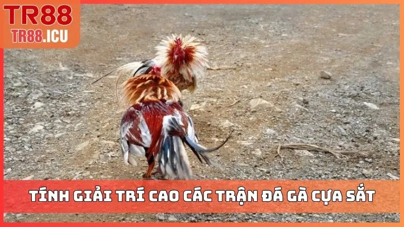 Tính giải trí cao các trận đá gà cựa sắt
